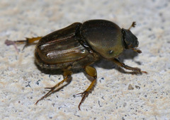 Euoniticellus fulvus