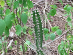 Praecereus euchlorus