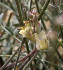 Astragalus obscurus
