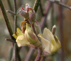 Astragalus obscurus