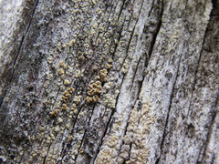 Lecanora albellula