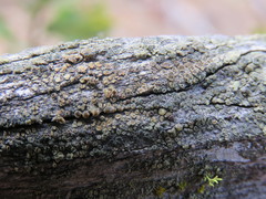 Lecanora albellula