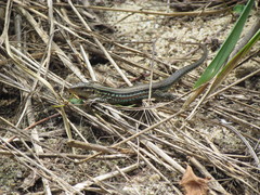 Medopheos edracanthus