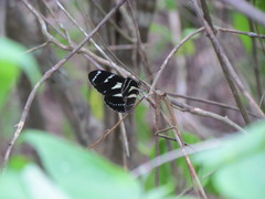 Heliconius peruvianus