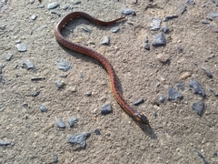 Atractus wagleri