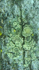 Lecanora saligna
