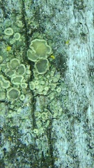 Lecanora saligna