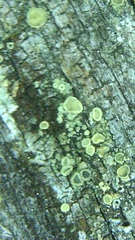 Lecanora saligna