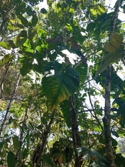 Philodendron ernestii
