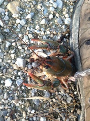 Lacunicambarus polychromatus