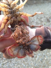 Lacunicambarus polychromatus