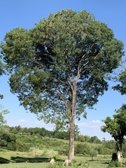 Handroanthus heptaphyllus