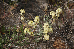 Astragalus obscurus