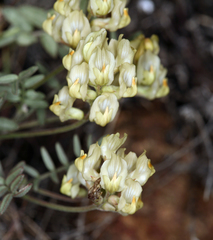 Astragalus obscurus