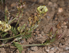 Astragalus obscurus