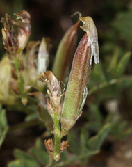 Astragalus obscurus