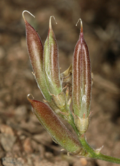 Astragalus obscurus