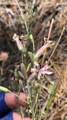 Silene verecunda