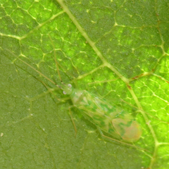 Malacocoris chlorizans