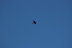 Accipiter rufiventris