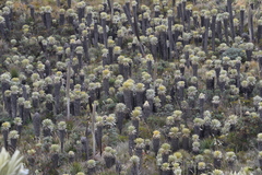 Espeletia pycnophylla