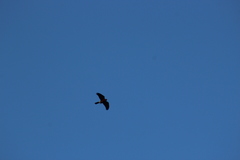 Accipiter rufiventris