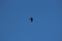 Accipiter rufiventris