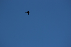 Accipiter rufiventris