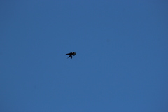 Accipiter rufiventris