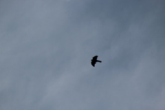 Accipiter rufiventris