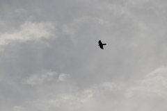 Accipiter rufiventris