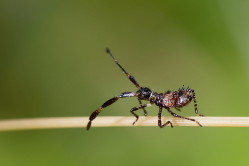 Arkliarūgštinė kampuotblakė nuotrauka