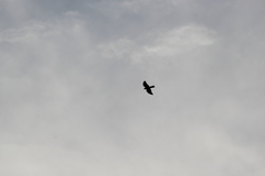 Accipiter rufiventris