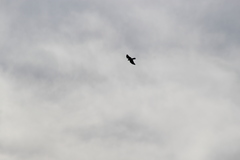 Accipiter rufiventris