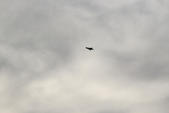 Accipiter rufiventris