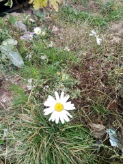 Tripleurospermum inodorum