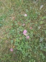 Trifolium pratense
