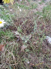 Tripleurospermum inodorum