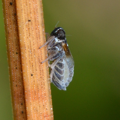 Flavoclypeus andromedus