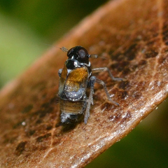 Flavoclypeus andromedus