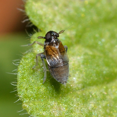 Flavoclypeus andromedus