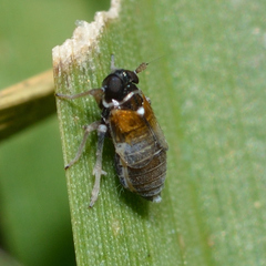 Flavoclypeus andromedus