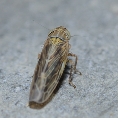 Graminella nigrifrons