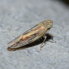 Graminella nigrifrons