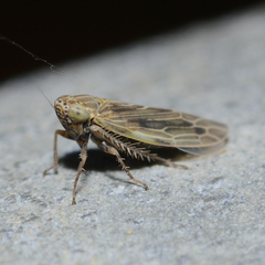 Graminella nigrifrons