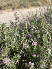 Psoralea decumbens