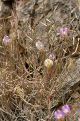Astragalus panamintensis