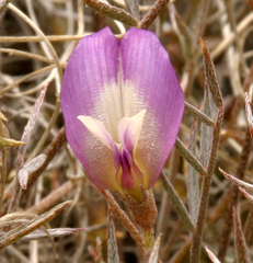 Astragalus panamintensis