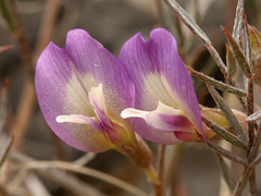 Astragalus panamintensis