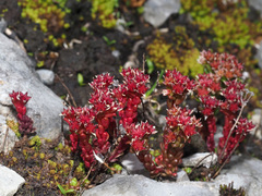 Sedum atratum